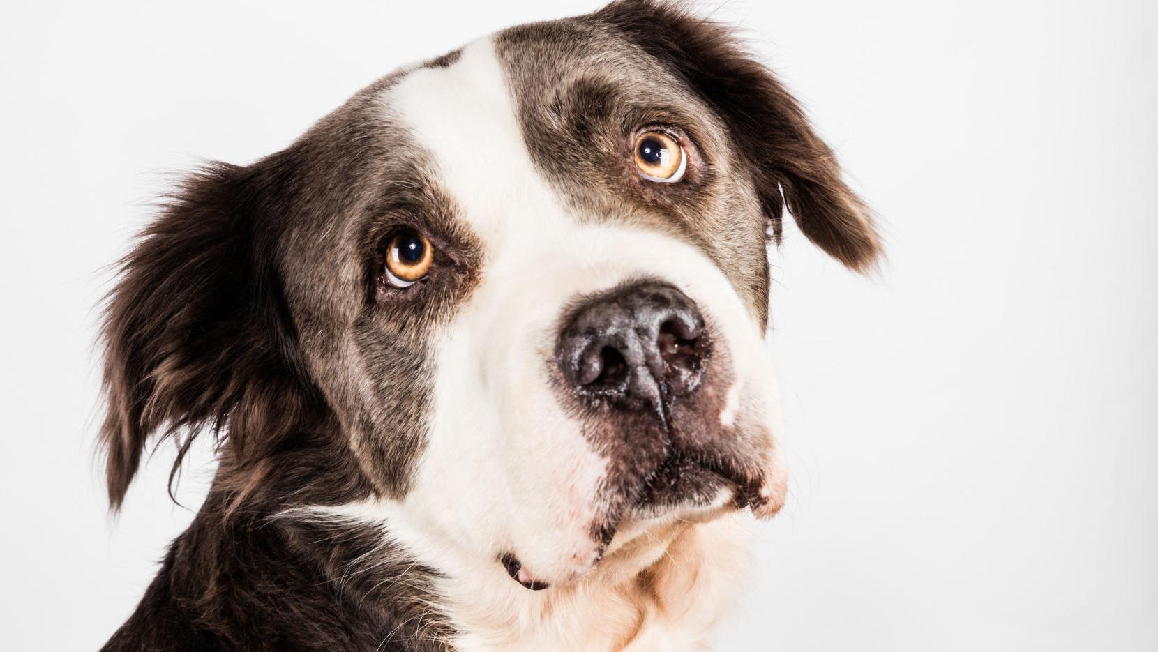 Dog visits at Sierra Vista animal shelter suspended due to 'kennel cough' outbreak